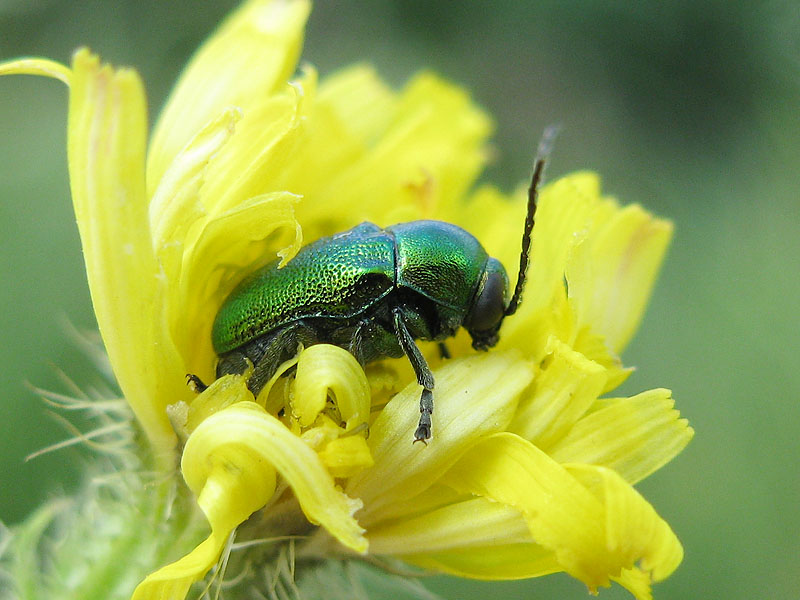 Cryptocephalus da id uno